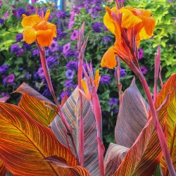Durban Giant Canna