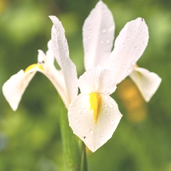 Casa Blanca Dutch Iris