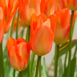Orange Emperor Tulip