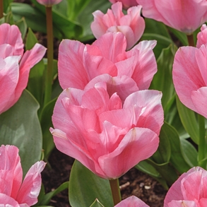 Shutterstock_Emperor_Pink Pink Emperor Tulip