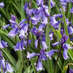English Bluebells (Hyacinthoides Non-Scripta)