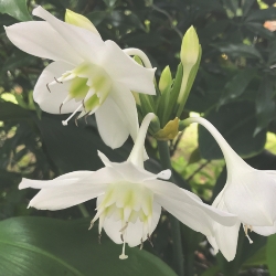 Eucharis Grandiflora