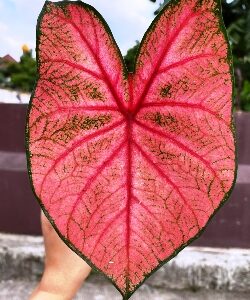 Shutterstock_Fannie_Munson Fannie Munson Fancy Leaf Caladium