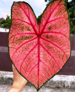 Fannie Munson Fancy Leaf Caladium