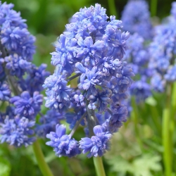 Muscari Fantasy Creation