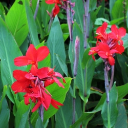 Firebird Dwarf Canna