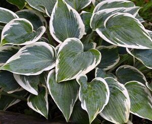 First Frost Hosta