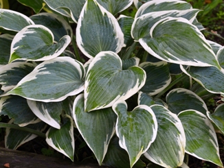 First Frost Hosta