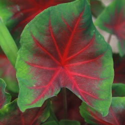 Freida Hemple Fancy Leaf Caladium