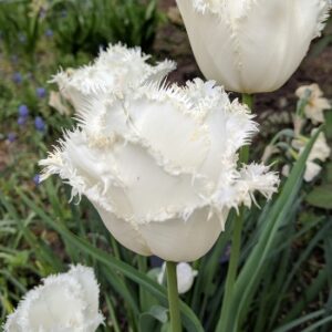 Shutterstock_Fringed_Swan_Wings Swan Wings Tulip