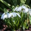 Shutterstock_Galanthus_Nivalis_Flore_Pleno Galanthus Nivalis Flore Pleno