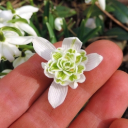 Shutterstock_Galanthus_Nivalis_Flore_Pleno_Closeup Galanthus Nivalis Flore Pleno