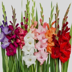 Gladiolus by the Bushel