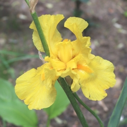 Golden Giant Dutch Iris