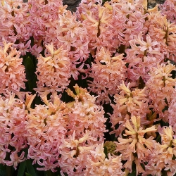 Gypsy Queen Hyacinth