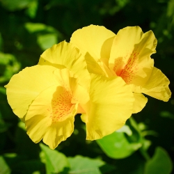 Harvest Yellow Giant Canna