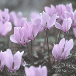 Hederifolium Cyclamen