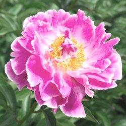 Japanese Red Peony