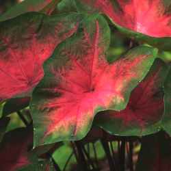 Shutterstock_John_Peed John Peed Fancy Leaf Caladium