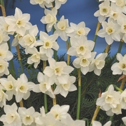 Pueblo Daffodil