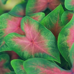 Kathleen Fancy Leaf Caladium