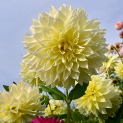 Kelvin Floodlight Dahlia