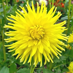 Kennemerland Cactus Dahlia