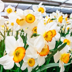 Shutterstock_Large_Cup_Flower_Record Flower Record Daffodil