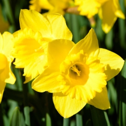Shutterstock_Large_Cup_Gigantic_Star Gigantic Star Daffodil