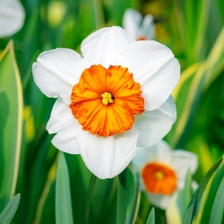 Shutterstock_Large_Cup_Kissproof Kissproof Daffodil