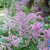 Shutterstock_Lilac Astilbes