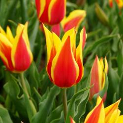 Aladdin's Record Tulip