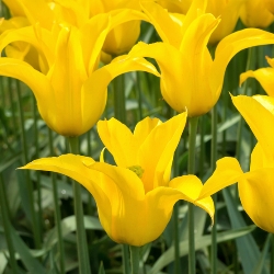Shutterstock_Lily_Flowering_West_Point West Point Tulip