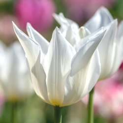 Shutterstock_Lily_Flowering_White_Triumphator White Triumphator Tulip