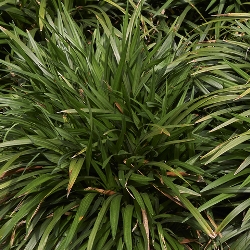 Liriope (Fall)
