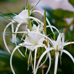 Hymenocallis Littoralis