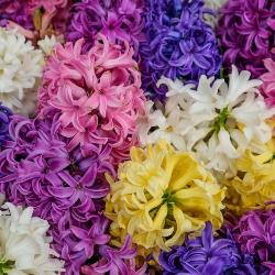 Mixed Hosta By the Bushel