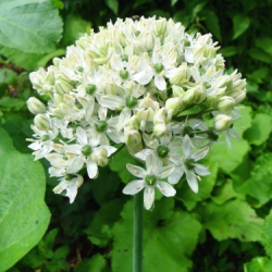 Multibulbosum (Nigrum) Allium