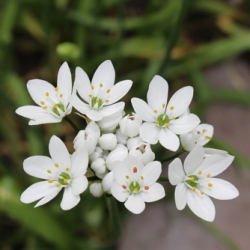 Neapolitanum Allium