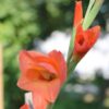 Shutterstock_Orange Hybrid Gladiolus