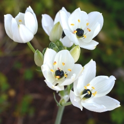 Ornithogalum Arabicum