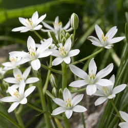 Ornithogalum