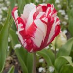 Parrot Tulips