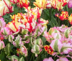 Mixed Parrot Tulips