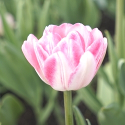 Foxtrot Tulip