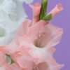 Shutterstock_Pink Hybrid Gladiolus