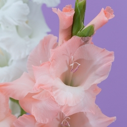Shutterstock_Pink Hybrid Gladiolus