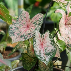 Shutterstock_Pink_Beauty Pink Beauty Fancy Leaf Caladium