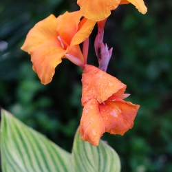 Pretoria Giant Canna