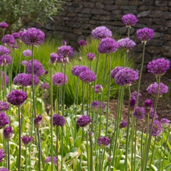 Alliums